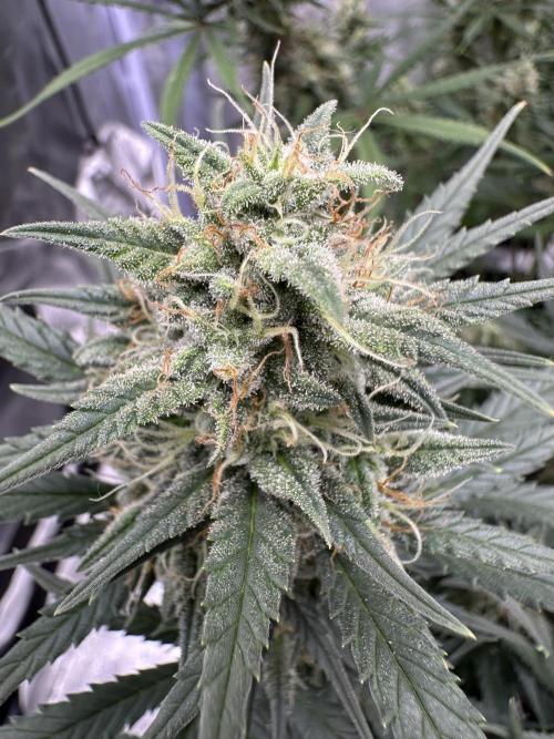 Apple Strudel & Grape Cookies. Week 10