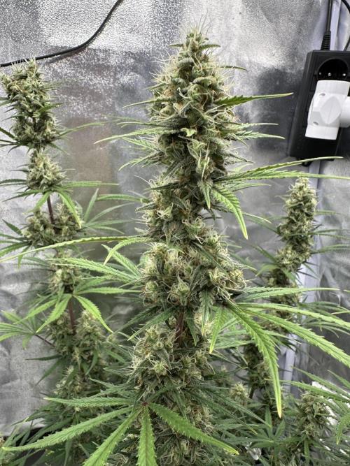 Apple Strudel & Grape Cookies. Week 10