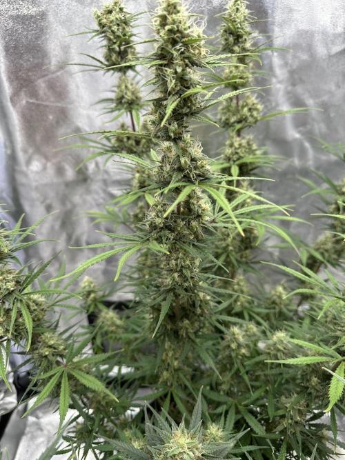Apple Strudel & Grape Cookies. Week 10