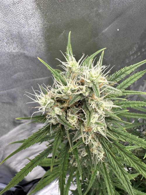 Apple Strudel & Grape Cookies. Week 10