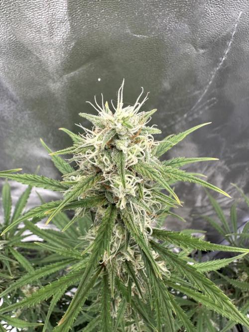Apple Strudel & Grape Cookies. Week 10