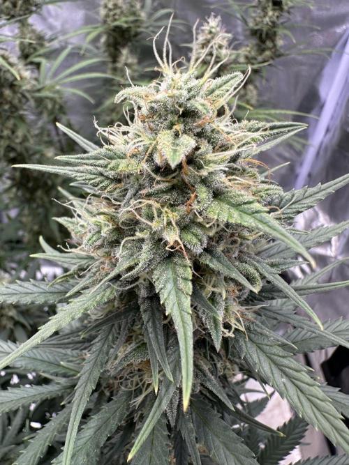 Apple Strudel & Grape Cookies. Week 10
