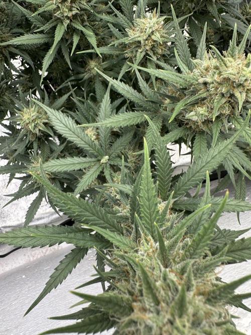 Apple Strudel & Grape Cookies. Week 11