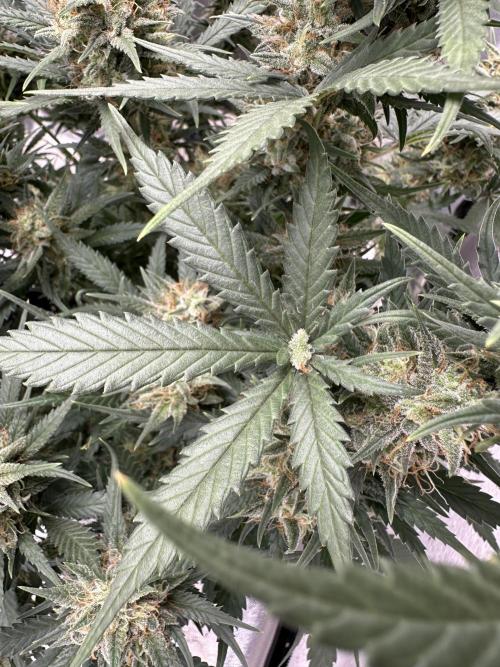 Apple Strudel & Grape Cookies. Week 11
