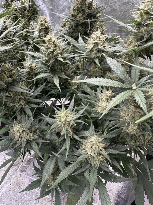 Apple Strudel & Grape Cookies. Week 11