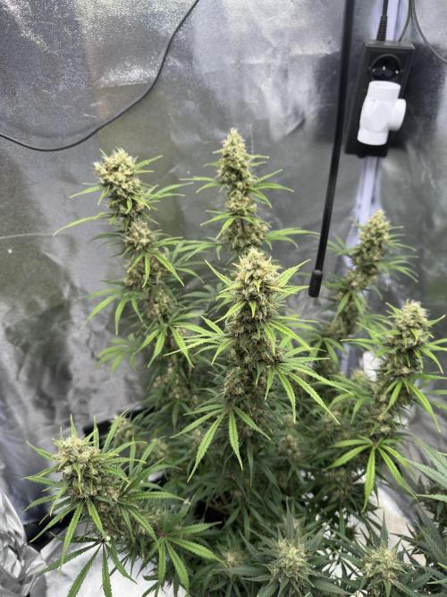 Apple Strudel & Grape Cookies. Week 11