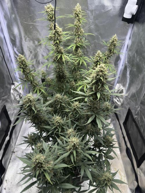 Apple Strudel & Grape Cookies. Week 11