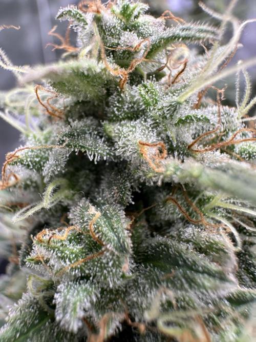 Apple Strudel & Grape Cookies. Week 11