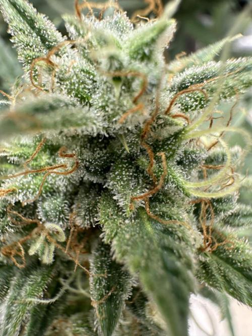 Apple Strudel & Grape Cookies. Week 11
