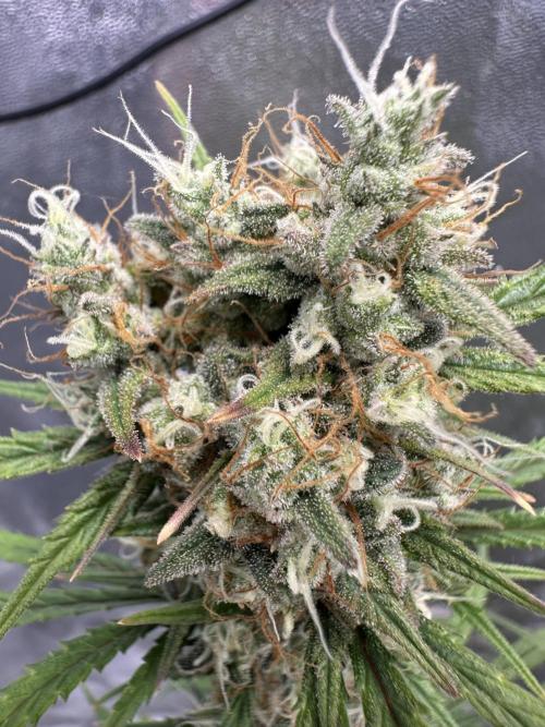 Apple Strudel & Grape Cookies. Week 11