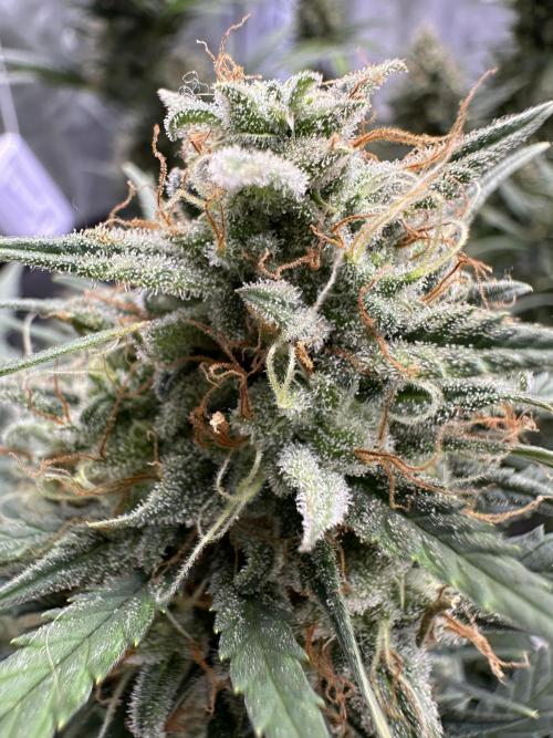 Apple Strudel & Grape Cookies. Week 11