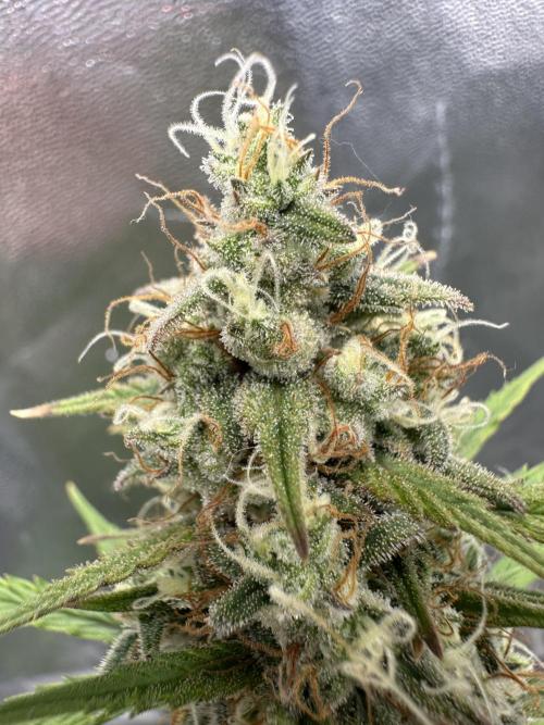 Apple Strudel & Grape Cookies. Week 11