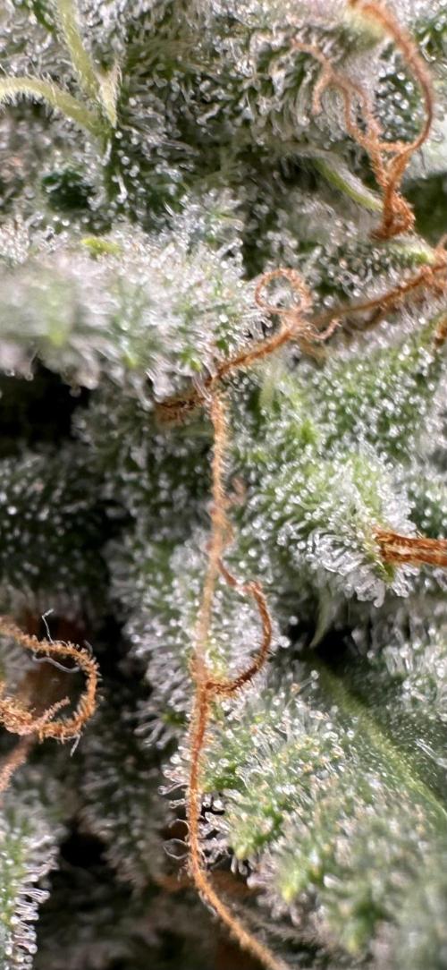 Apple Strudel & Grape Cookies. Week 11