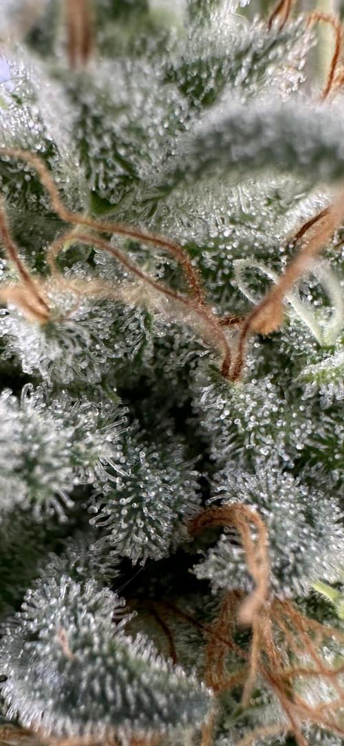 Apple Strudel & Grape Cookies. Week 11