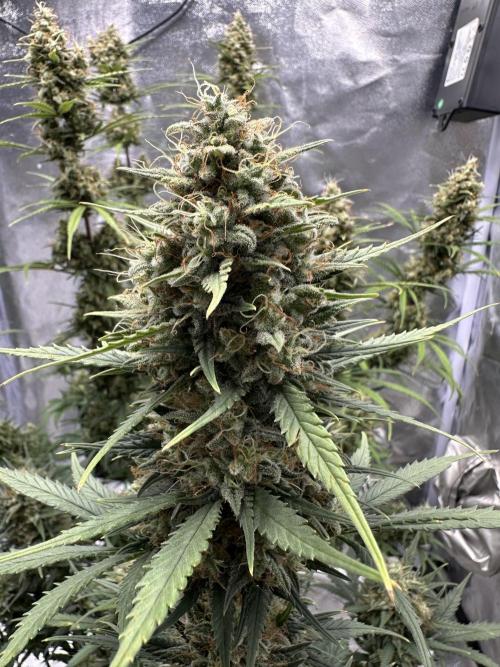 Apple Strudel & Grape Cookies. Week 11