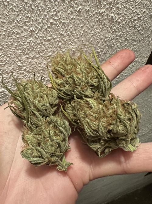 Apple Strudel & Grape Cookies. Week 12