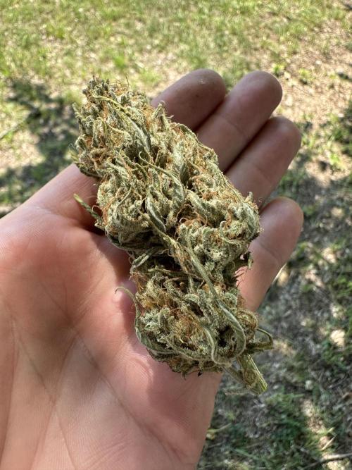 Apple Strudel & Grape Cookies. Week 12