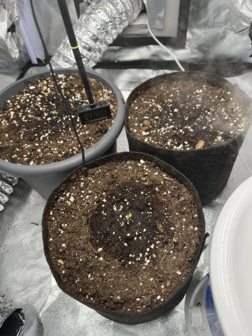3 kytky. Week 1
