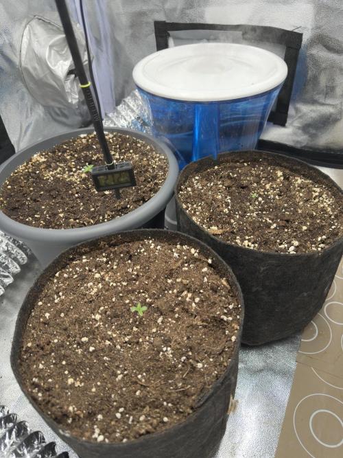 3 kytky. Week 1