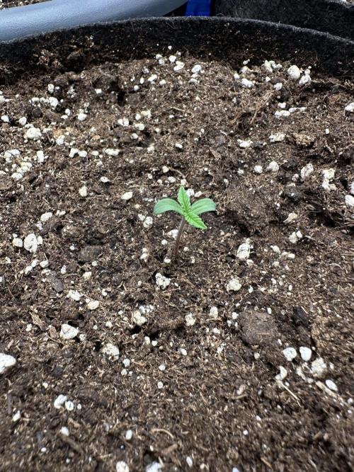 3 kytky. Week 1