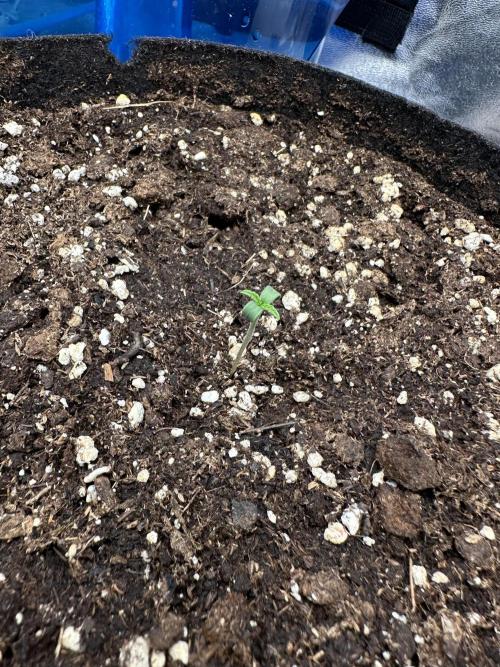 3 kytky. Week 1