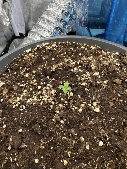 3 kytky. Week 1
