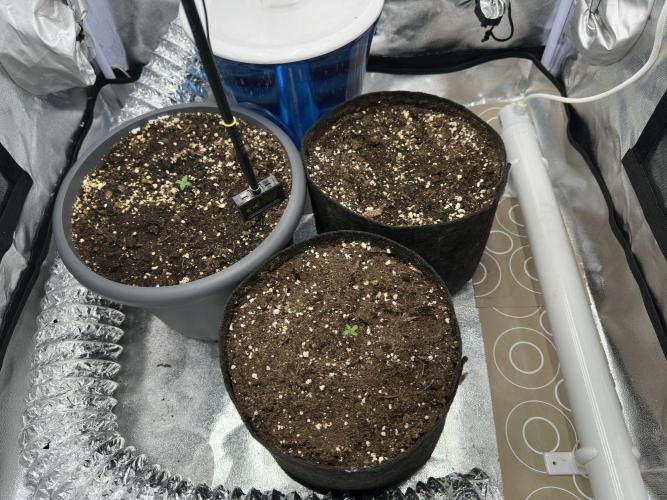 3 kytky. Week 1