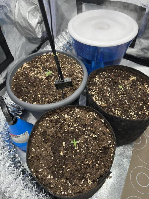3 kytky. Week 1