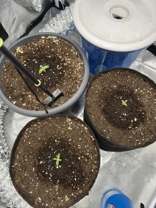 3 kytky. Week 1