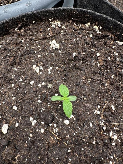 3 kytky. Week 1