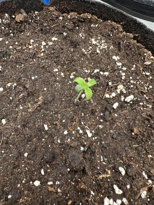 3 kytky. Week 1