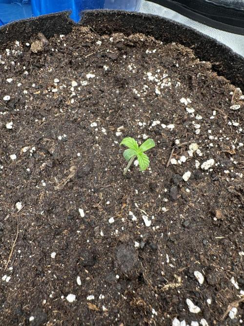 3 kytky. Week 1