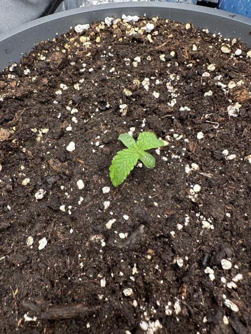 3 kytky. Week 1