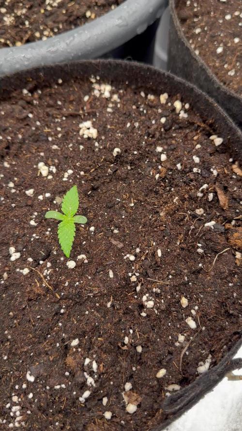 3 kytky - CZE legal grow