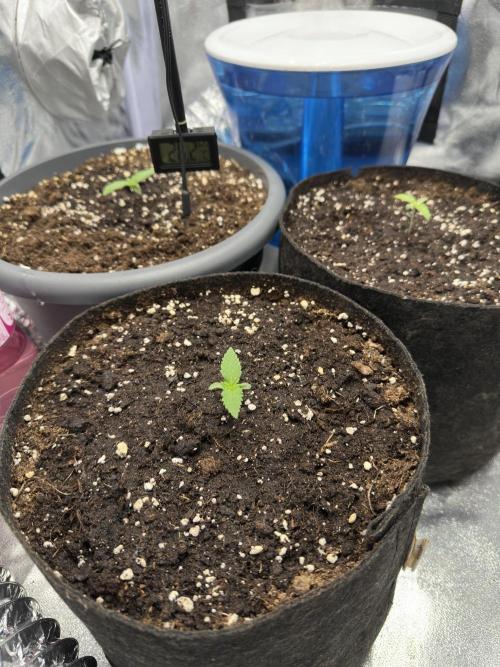 3 kytky. Week 1