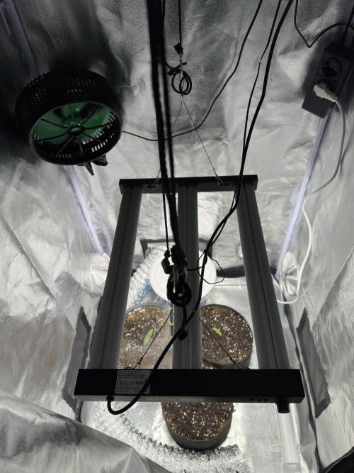 3 kytky. Week 1