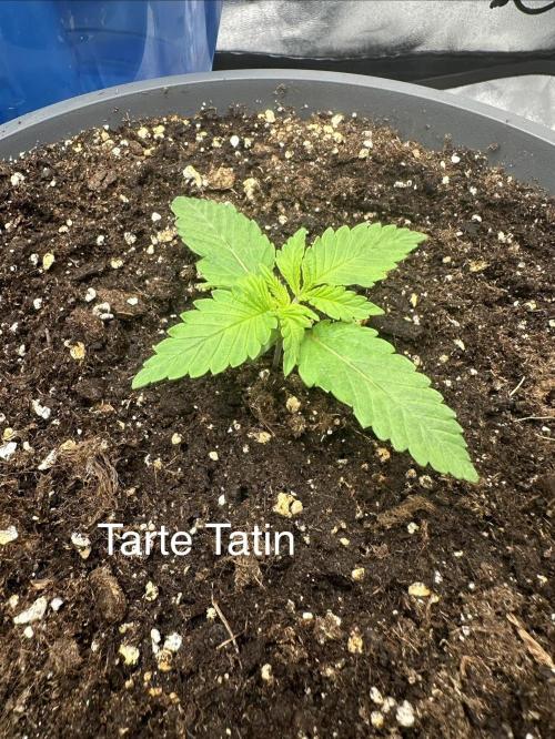 2 kytky. Week 2