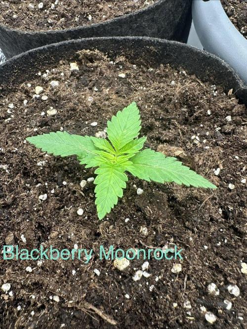 2 kytky. Week 2