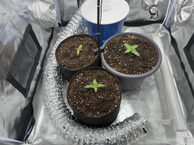 2 kytky. Week 2
