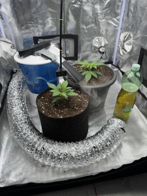 2 kytky. Week 3