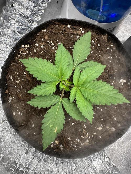 2 kytky. Week 3