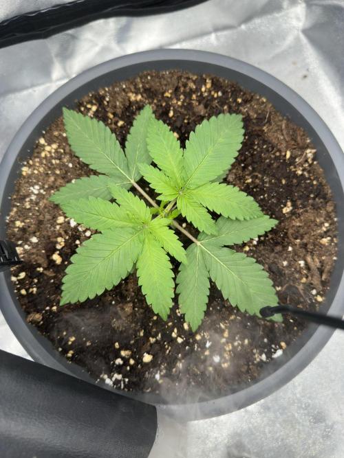 2 kytky. Week 3