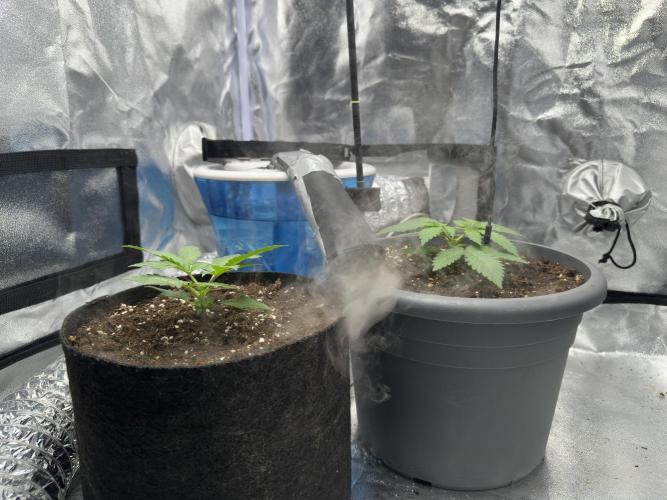 2 kytky. Week 3