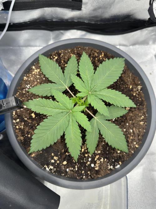 2 kytky. Week 3