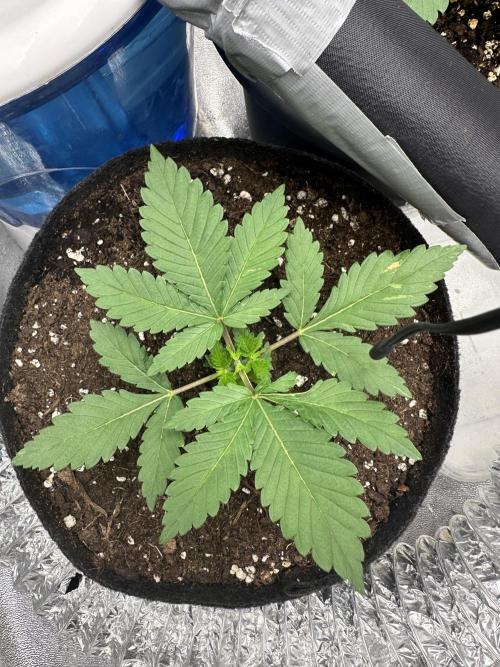 2 kytky. Week 3