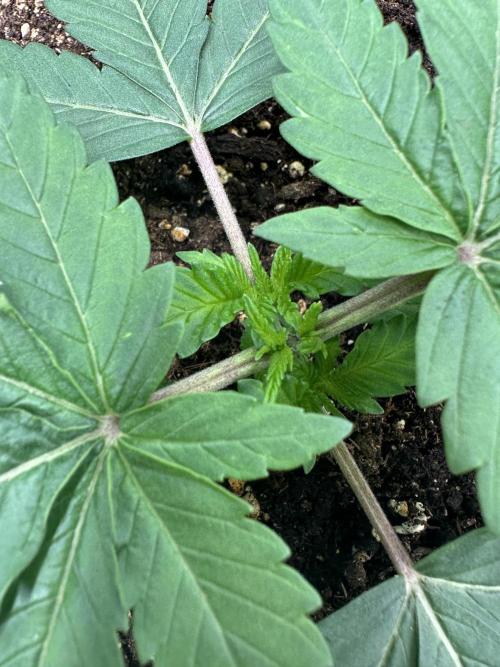 2 kytky. Week 3