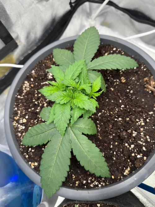 2 kytky. Week 3
