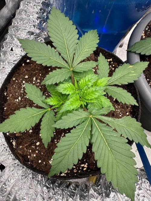 2 kytky. Week 3