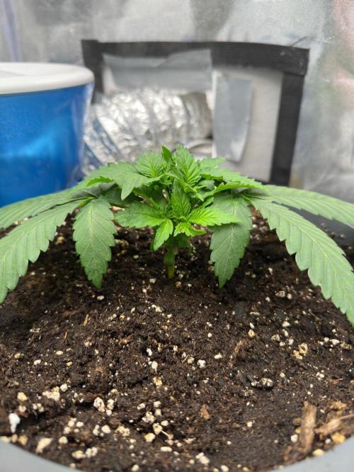 2 kytky. Week 3
