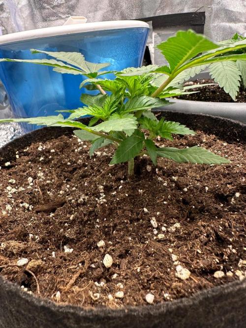 2 kytky. Week 3